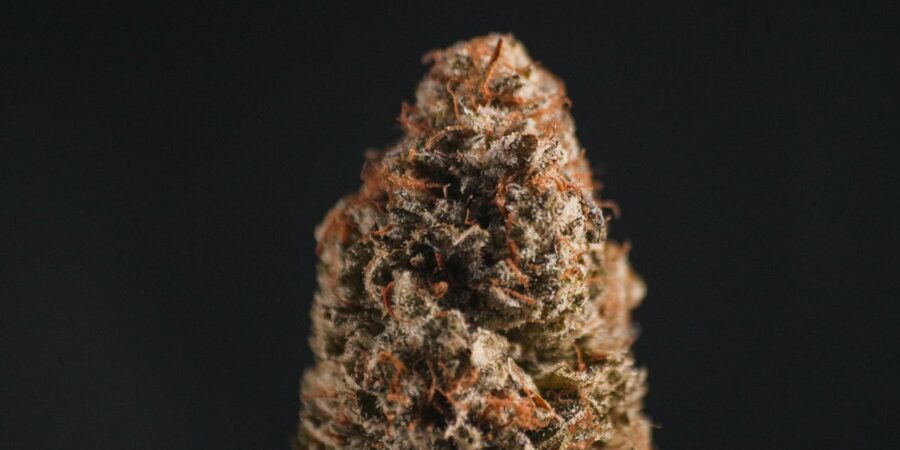 Concentrates and Advanced Cannabis Products